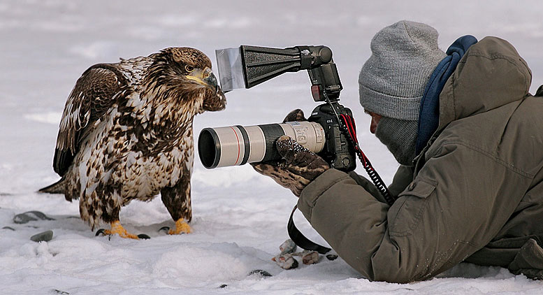 bald eagle and photographer robert otoole photography