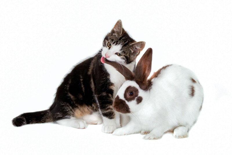 closeup shot cat licking ear rabbit isolated white